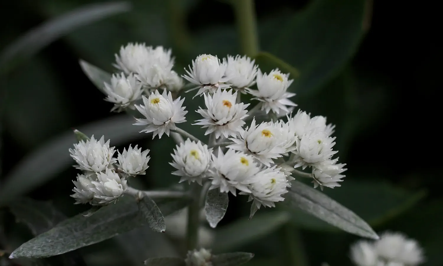 15 Fakta Bunga Edelweis, Tanaman Langka yang Mekar pada Bulan April hingga September 